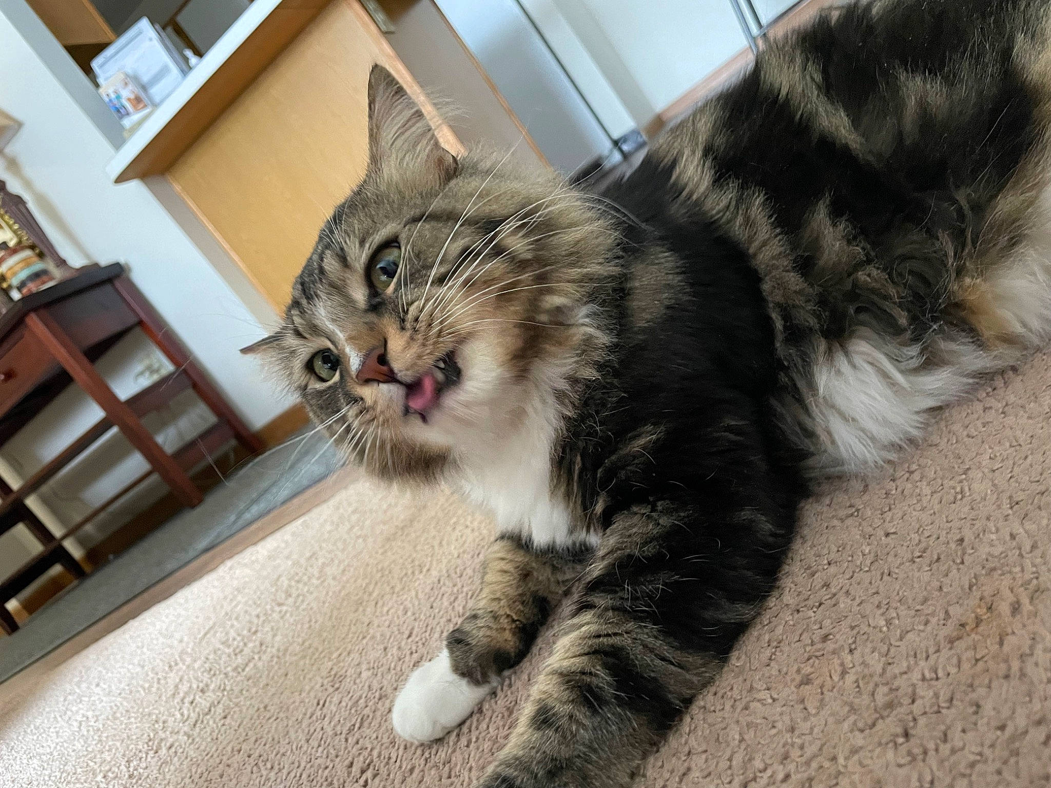 Nacho joined the competition — help win amazing prizes! bookcase, carnivore, cat, chair, claw, comfort, domestic_short_haired_cat, felidae, flooring, fur, paw, picture_frame, shelf, sitting, small_to_medium_sized_cats, snout, tail, terrestrial_animal, whiskers, window