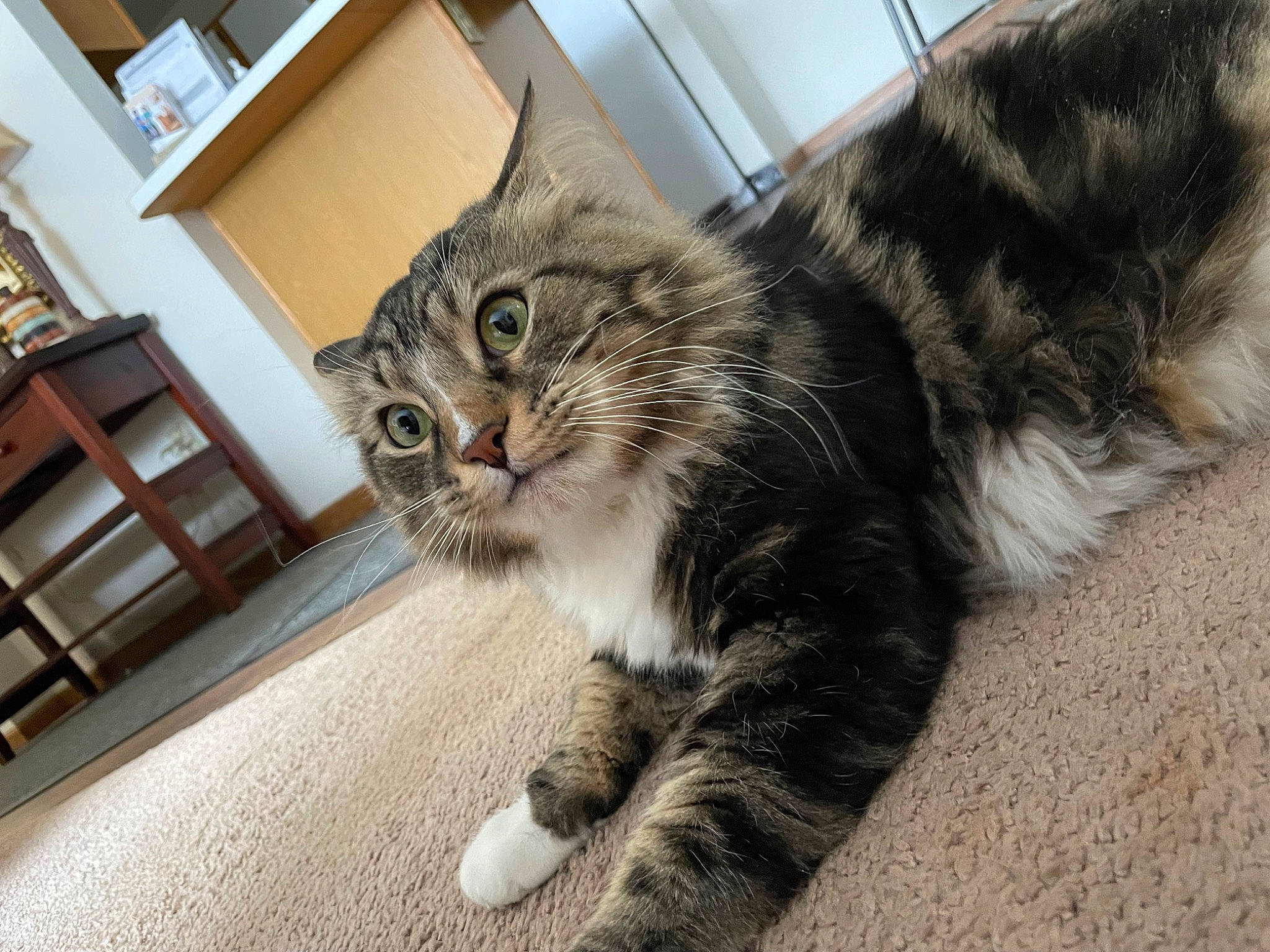 Nacho joined the competition — help win amazing prizes! carnivore, cat, chair, claw, comfort, domestic_short_haired_cat, felidae, flooring, fur, hardwood, paw, picture_frame, sitting, small_to_medium_sized_cats, snout, tail, terrestrial_animal, whiskers, window, wood