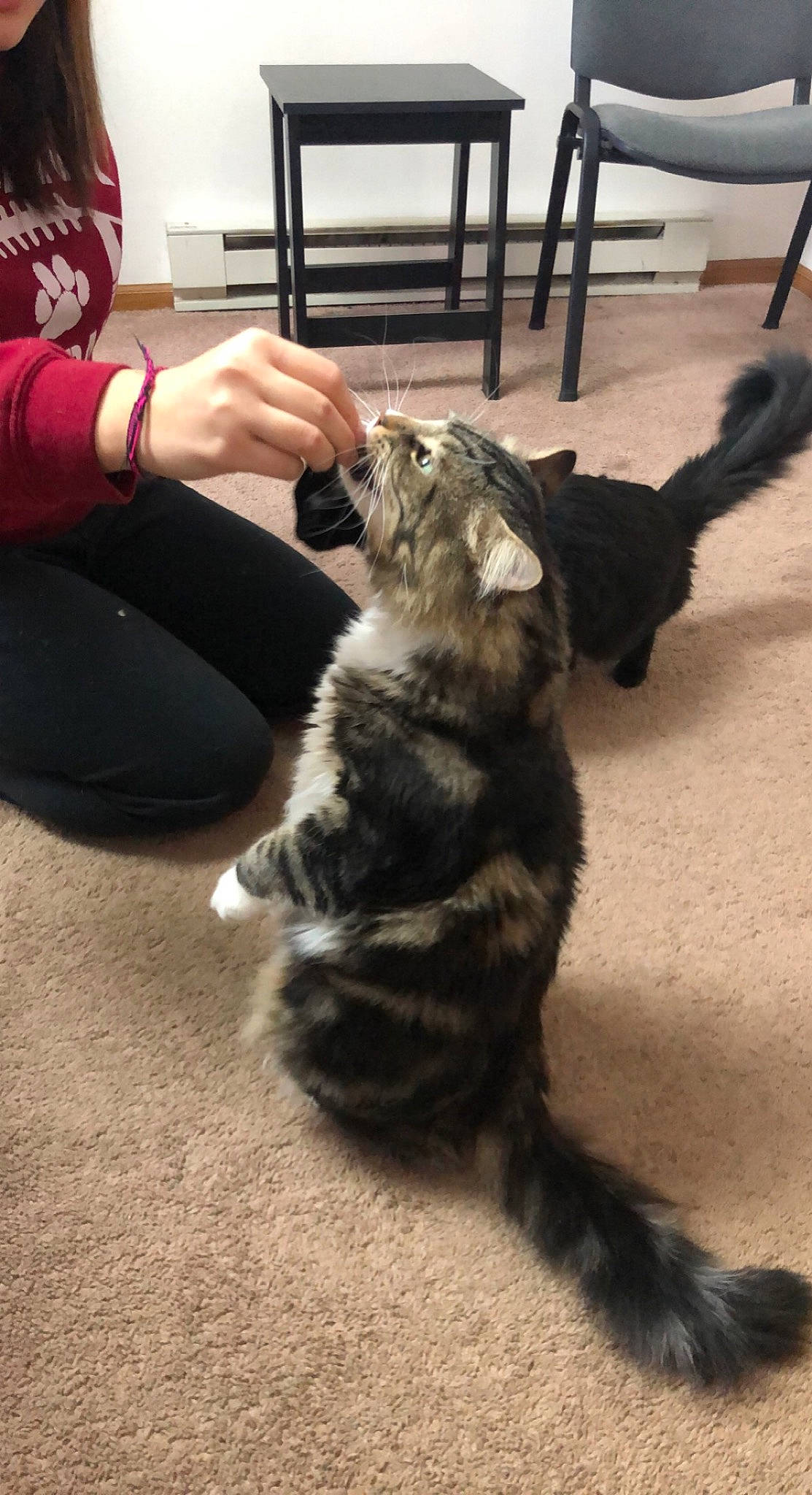 Nacho joined the competition — help win amazing prizes! carnivore, cat, claw, comfort, companion_dog, dog_breed, domestic_short_haired_cat, felidae, flooring, fur, gesture, hardwood, lap, paw, small_to_medium_sized_cats, snout, sporting_group, tail, whiskers, wood