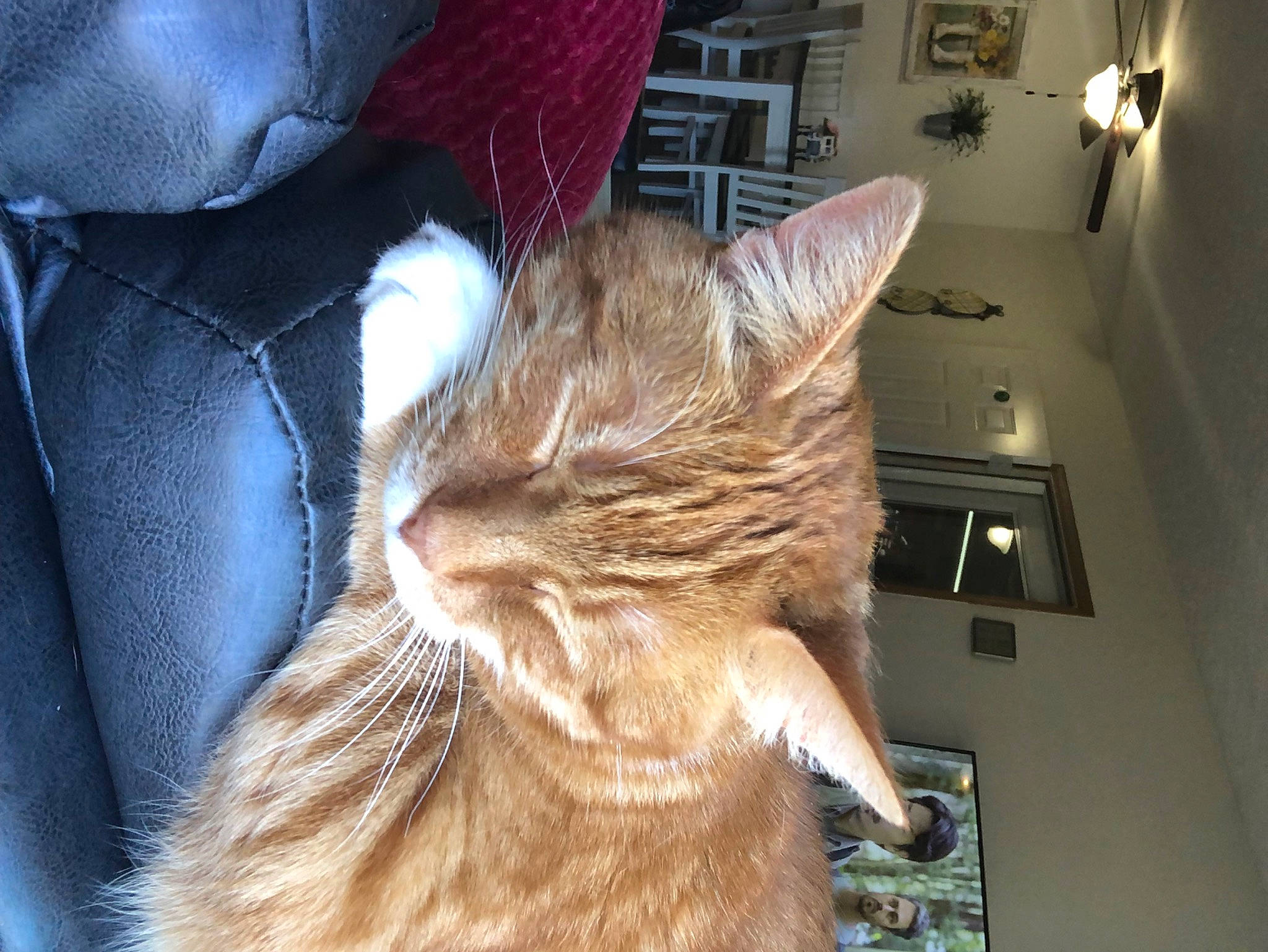 Fart joined the competition — help win amazing prizes! carnivore, cat, claw, comfort, domestic_short_haired_cat, ear, electric_blue, fawn, felidae, fur, human_leg, linens, nap, paw, sitting, small_to_medium_sized_cats, snout, tail, whiskers, window