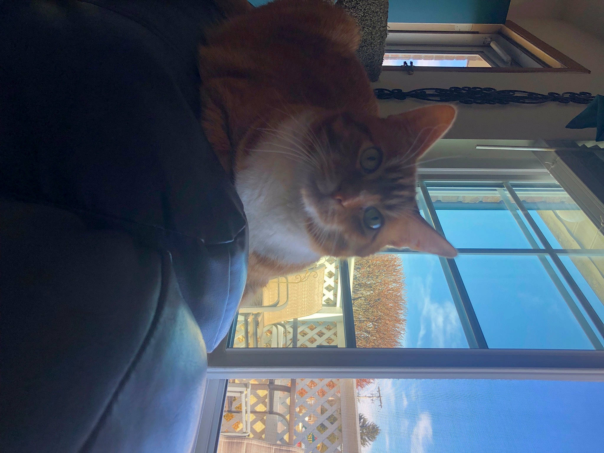 Fart is registered to the contest to win money with this photo: carnivore, cat, comfort, domestic_short_haired_cat, electric_blue, fawn, felidae, finger, fun, gesture, mammal, russian_blue, sky, small_to_medium_sized_cats, tints_and_shades, tree, vertebrate, whiskers, window, wood