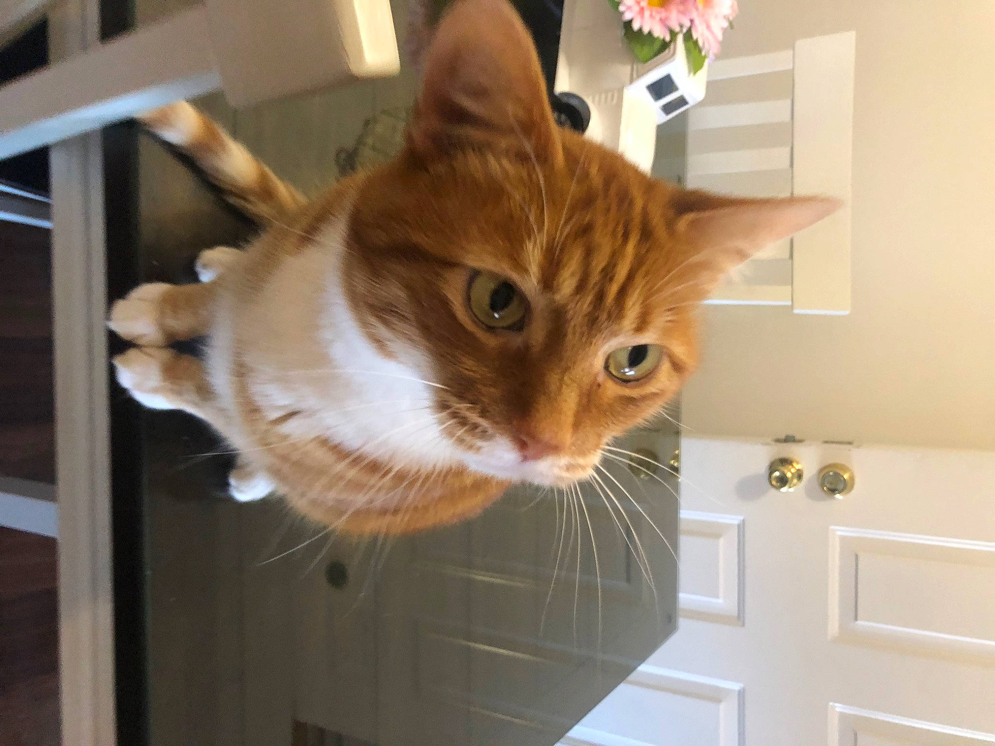 Fart joined the competition — help win amazing prizes! carnivore, cat, cat_supply, domestic_short_haired_cat, door, fawn, felidae, fixture, fur, hardwood, home_door, houseplant, pet_supply, plant, room, small_to_medium_sized_cats, tail, whiskers, window, wood