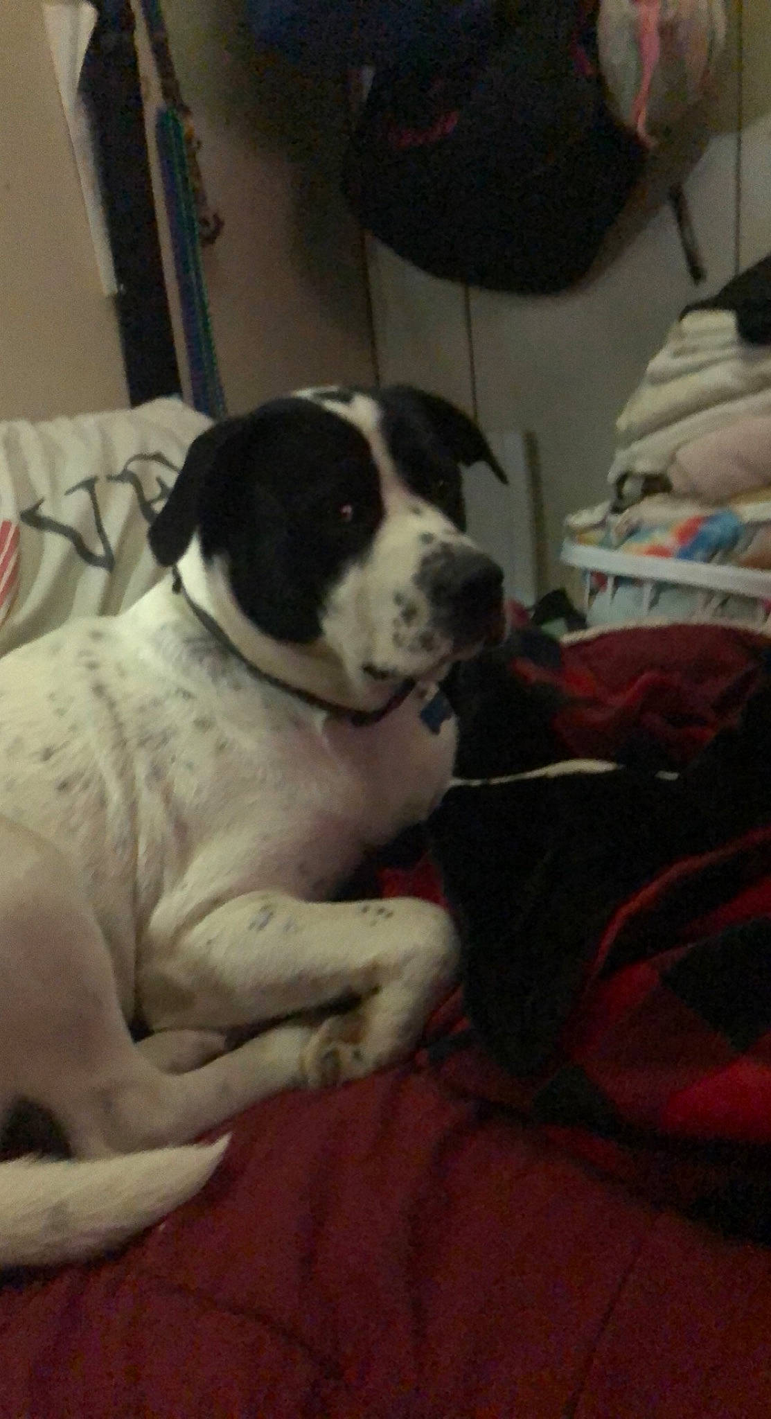 Django is registered to the contest to win money with this photo: bored, canidae, carmine, carnivore, collar, comfort, companion_dog, dog, dog_breed, fur, linens, non_sporting_group, paw, sporting_group, tail, working_animal