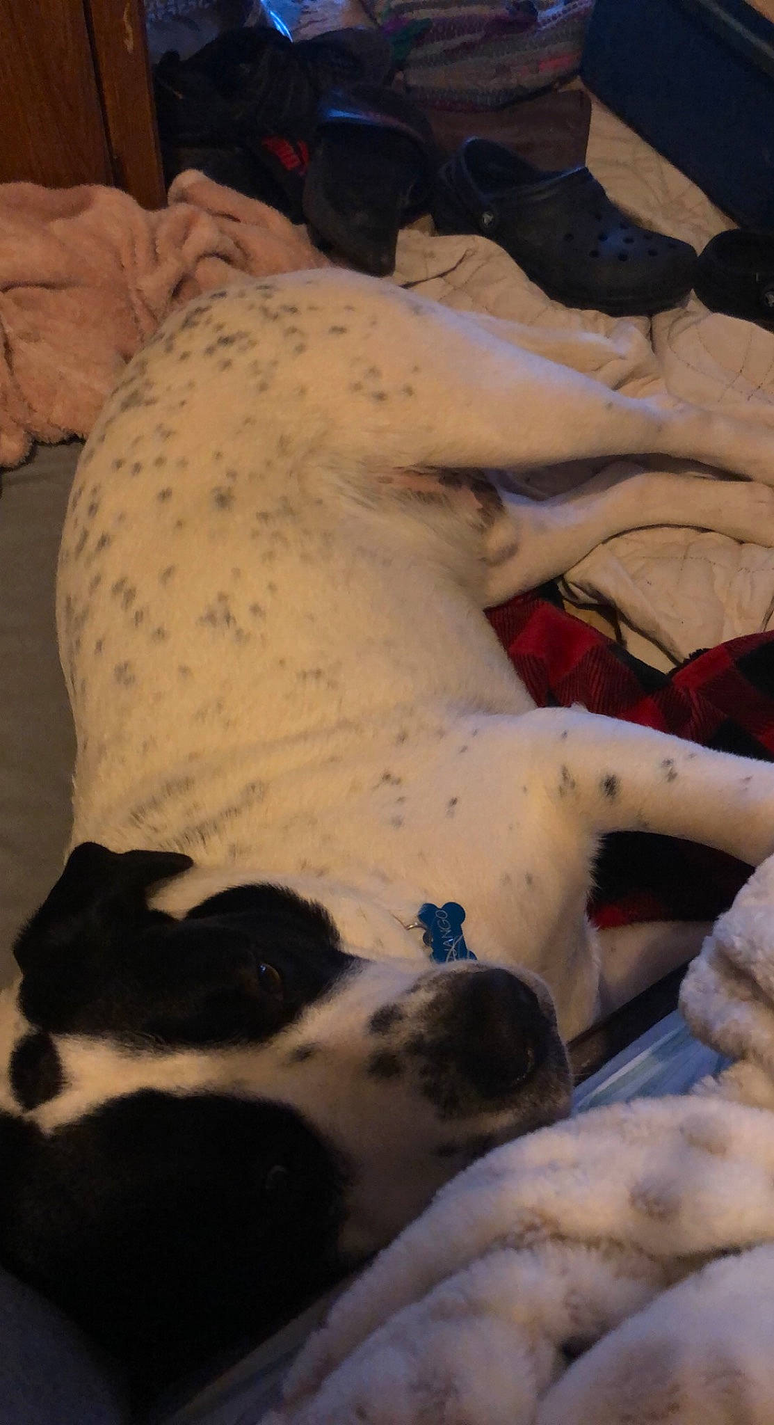 Django is registered to the contest to win money with this photo: abdomen, art, barechested, canidae, carnivore, chest, comfort, companion_dog, dog, dog_breed, fawn, human_leg, linens, mammal, nap, snout, sporting_group, trunk, vertebrate, working_animal