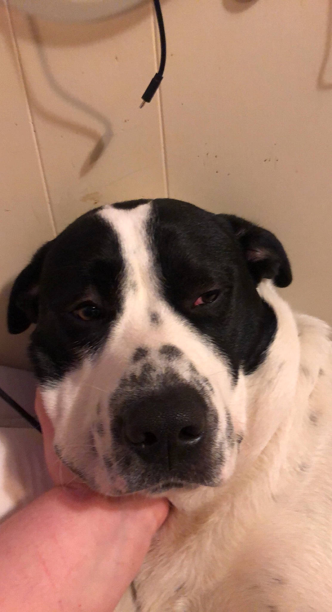 Django joined the competition — help win amazing prizes! bored, canidae, carnivore, companion_dog, dog, dog_breed, fawn, fur, non_sporting_group, snout, sporting_group, terrestrial_animal, whiskers, working_animal, working_dog