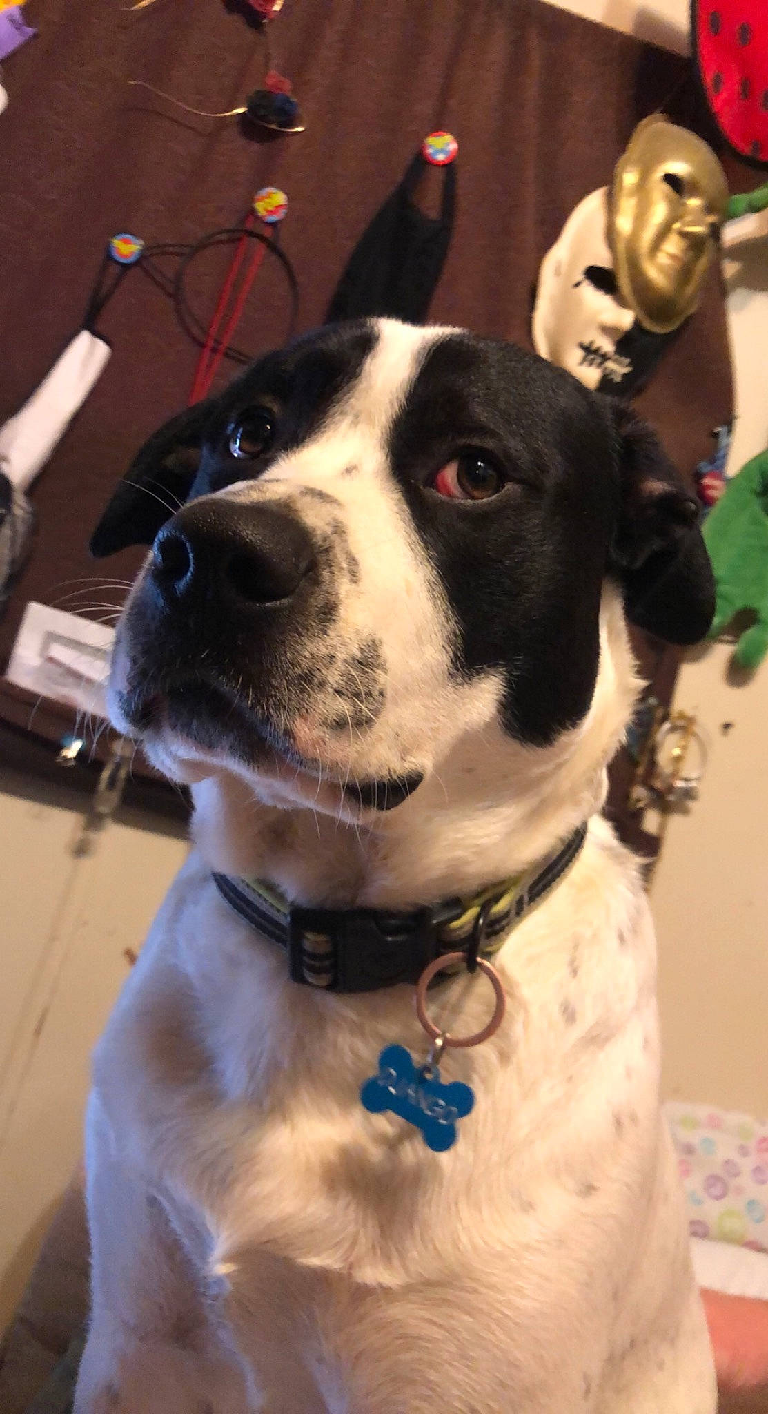 Django joined the competition — help win amazing prizes! canidae, carnivore, collar, companion_dog, dog, dog_breed, dog_collar, dog_supply, event, fashion_accessory, fur, giant_dog_breed, leash, non_sporting_group, pet_supply, snout, sporting_group, whiskers, working_animal, working_dog