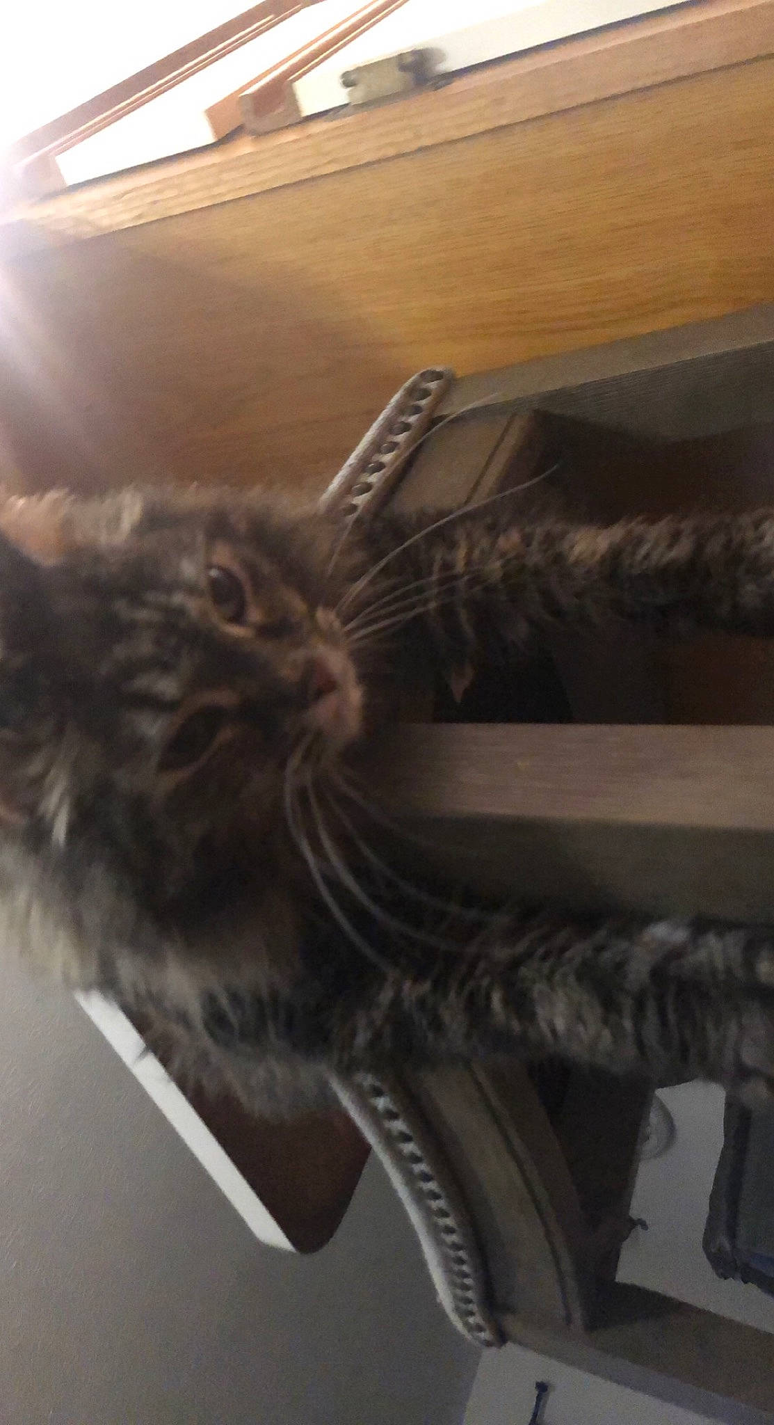 Lily joined the competition — help win amazing prizes! automotive_lighting, automotive_tire, bicycle_tire, bicycle_wheel, carnivore, cat, comfort, domestic_short_haired_cat, felidae, fender, grey, groupset, metal, rim, small_to_medium_sized_cats, tail, tire, wheel, whiskers, wood