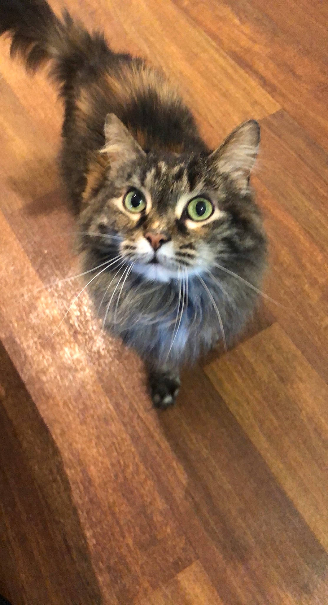 Lily joined the competition — help win amazing prizes! carnivore, cat, domestic_short_haired_cat, fawn, felidae, flooring, fur, hardwood, laminate_flooring, photo_caption, plank, small_to_medium_sized_cats, snout, tail, terrestrial_animal, varnish, whiskers, wood, wood_flooring, wood_stain