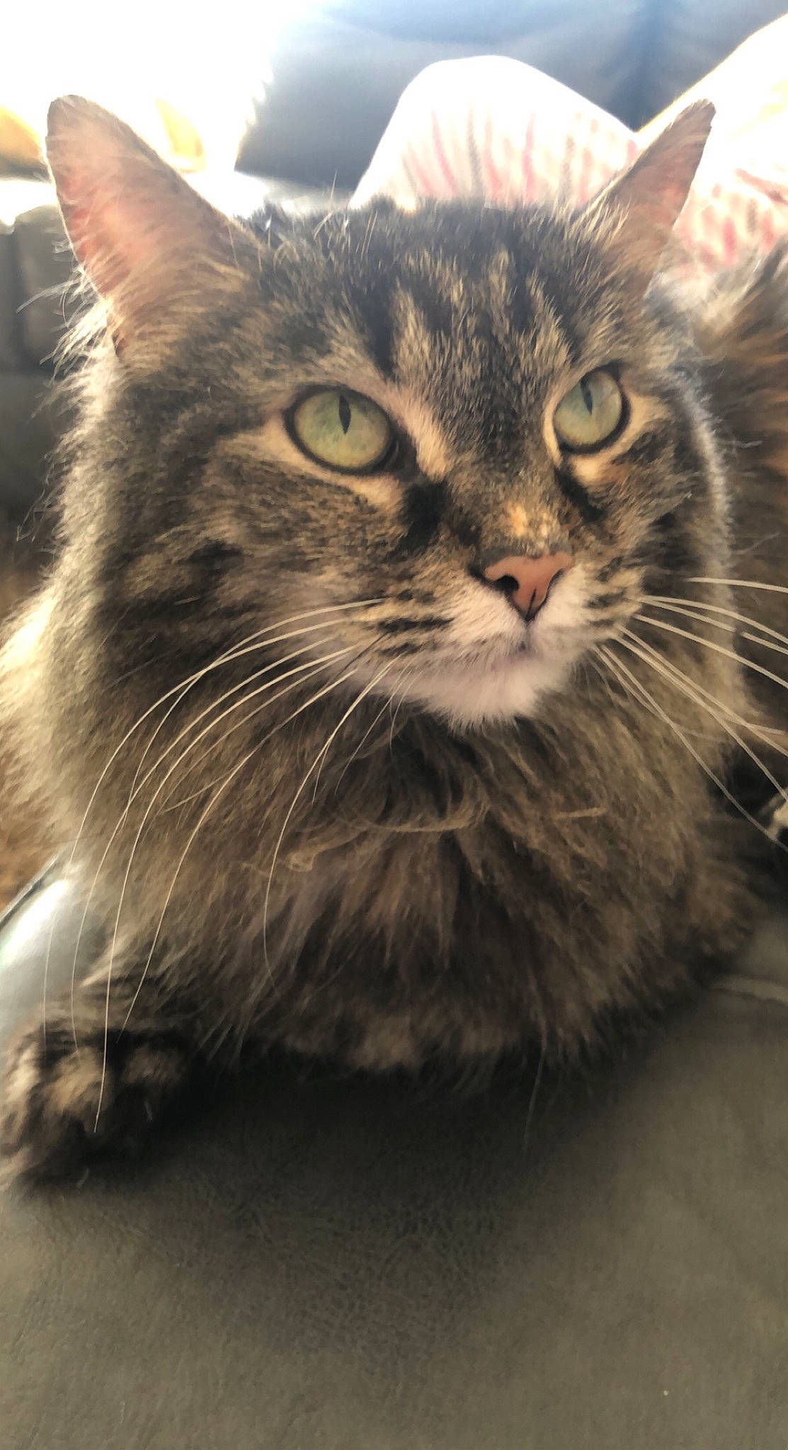 Lily is registered to the contest to win money with this photo: carnivore, cat, domestic_short_haired_cat, felidae, fur, maine_coon, paw, small_to_medium_sized_cats, snout, whiskers
