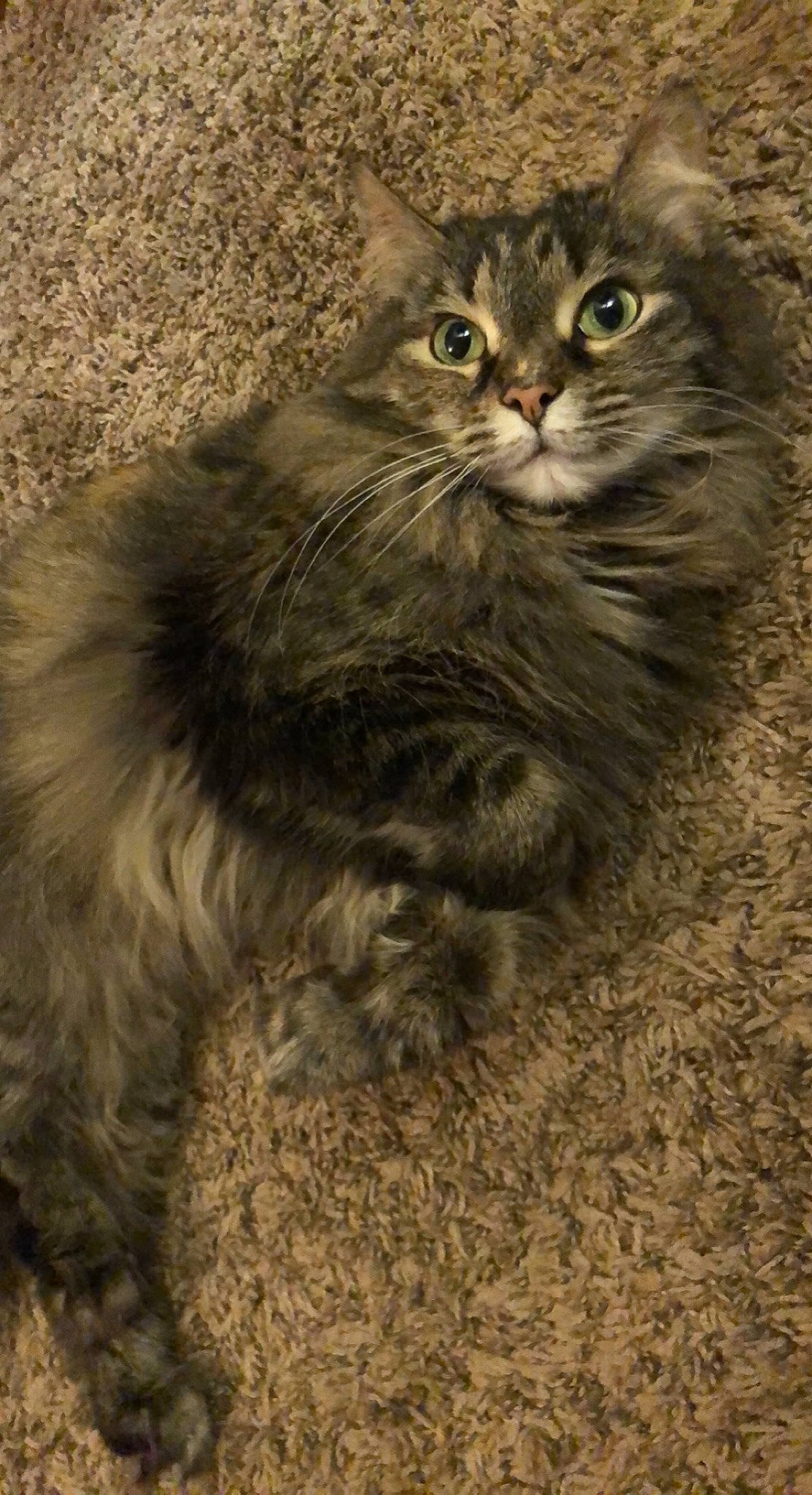 Lily is registered to the contest to win money with this photo: british_longhair, carnivore, cat, claw, domestic_short_haired_cat, eye, fawn, felidae, fur, grass, maine_coon, paw, sitting, small_to_medium_sized_cats, snout, soil, tail, terrestrial_animal, whiskers, wildlife