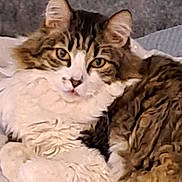 Ronron participe au concours pour gagner de l'argent avec cette photo : cat, tabby, fluffy, pet, animal, feline, relaxed, indoor, close_up, whiskers, ears, eyes, fur, cute, mammal, resting, lying_down, domestic_animal, soft, cozy
