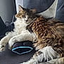 Ronron participe au concours pour gagner de l'argent avec cette photo : cat, fluffy, sleeping, resting, cushion, chair, indoor, pet, feline, cozy, relaxed, white_fur, brown_fur, black_fur, paw, whiskers, soft_light, close_up, domestic_animal, fur