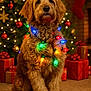 dog, golden_doodle, christmas_lights, holiday, decorations, christmas_tree, presents, stocking, indoors, festive, carpet, red_bow, ornaments, warm_lighting, pet, cute, furry, sitting, celebration, holiday_season