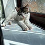 Buddy And Missy is registered to the contest to win money with this photo: cat, kitten, windowsill, sunlight, reflection, rainbow, glass, decorative_glass, paw, white, tabby, animal, pet, indoor, relaxed, cute, feline, closeup, resting, soft_light