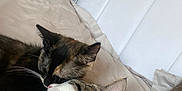 Buddy And Missy joined the competition — help win amazing prizes! cat, cats, snuggling, bed, blanket, tattoo, tattooed_arm, heart_decoration, white_cat, tortoiseshell_cat, indoor, resting, cozy, pets, animal, feline, closeup, sleeping, affection, home