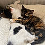Buddy And Missy is registered to the contest to win money with this photo: kitten, cat, snuggling, cuddling, fluffy, white, black, tortoiseshell, fur, sleeping, cute, pets, animal, resting, cozy, indoors, soft, friendship, warmth, comfort