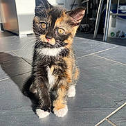 Buddy And Missy joined the competition — help win amazing prizes! kitten, cat, tortoiseshell, indoor, floor, sunlight, pet, animal, whiskers, cute, feline, ears, eyes, paws, young, domestic, mammal, shadow, tile, curious