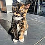kitten, cat, tortoiseshell, indoor, floor, sunlight, pet, animal, whiskers, cute, feline, ears, eyes, paws, young, domestic, mammal, shadow, tile, curious