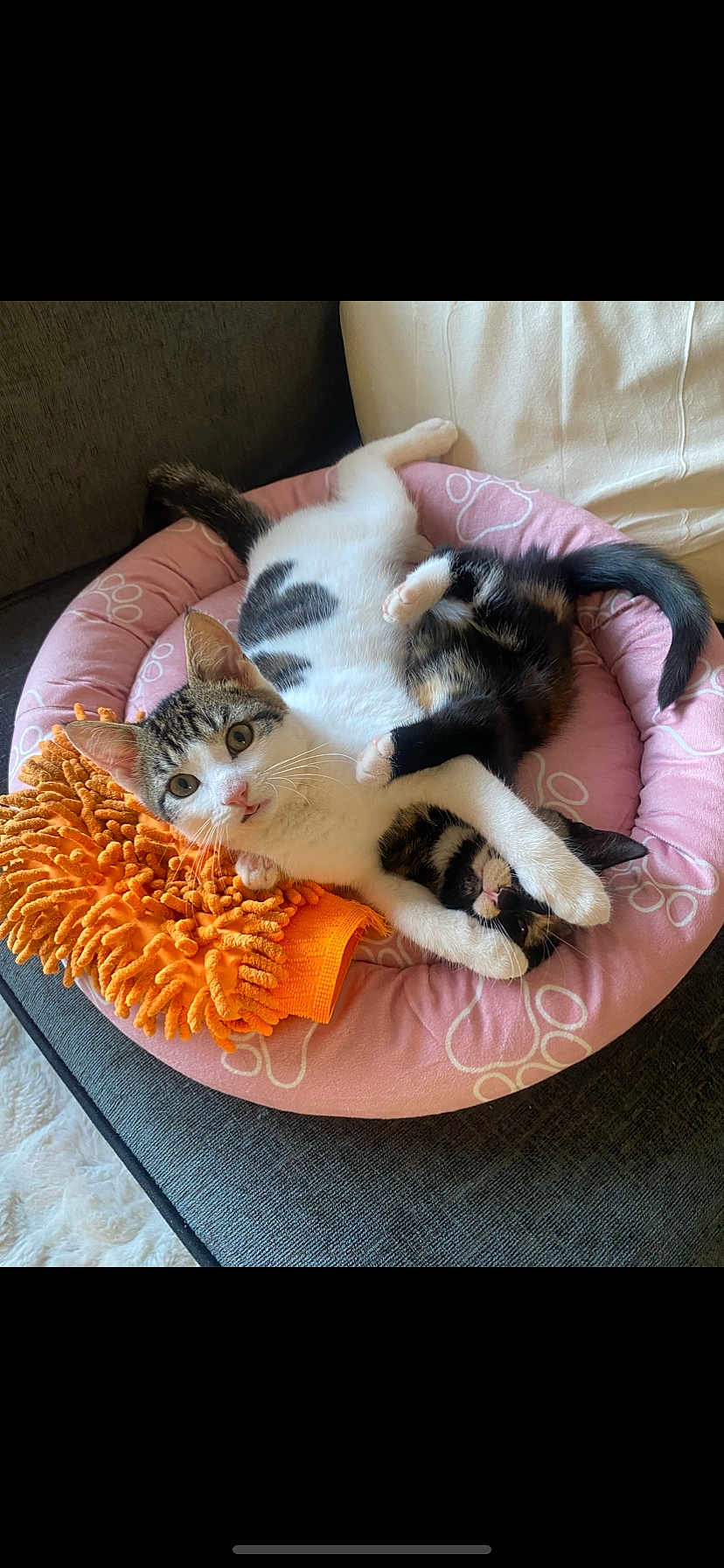 Buddy And Missy joined the competition — help win amazing prizes! cat, kitten, pet, playing, pink_bed, orange_toy, couch, fur, whiskers, paw, cute, indoor, relaxing, young_animal, animal_bed, tabby_cat, calico_cat, funny_pose, cozy, domestic_animal