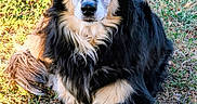 Lee Roy a rejoint le concours — aidez-le/la à gagner de superbes lots ! animal, black_and_tan, canine, collarless, crossed_paws, dog, ears, eyes, fluffy, fur, garden, grass, long_hair, lying_down, natural_background, nose, outdoor, pet, portrait, sunlight
