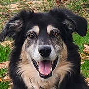 Lee Roy participe au concours pour gagner de l'argent avec cette photo : animal, black_and_tan_dog, border_collie, brown_eyes, canine, close_up, dog, fallen_leaves, floppy_ears, grass, happy, long_fur, nature, open_mouth, outdoor, pet, photography, portrait, smiling, tongue