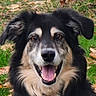 animal, black_and_tan_dog, border_collie, brown_eyes, canine, close_up, dog, fallen_leaves, floppy_ears, grass, happy, long_fur, nature, open_mouth, outdoor, pet, photography, portrait, smiling, tongue