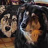 Lee Roy a rejoint le concours — aidez-le/la à gagner de superbes lots ! animal, artwork, black_and_tan, brown_eyes, canine, close_up, companion, dog, floor, fluffy, foreground, fur, home, indoor, long_hair, looking_at_camera, painting, pet, portrait, wolf