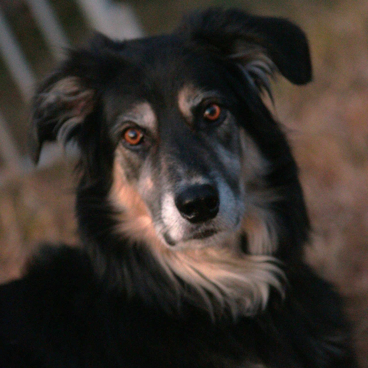 Leeroy a rejoint le concours — aidez-le/la à gagner de superbes lots ! animal, canine, cockerspaniel, collie, dog, eskimodog, germanshepherd, goldenretriever, hound, husky, labradorretriever, papillon, pet, puppy, snout, terrier