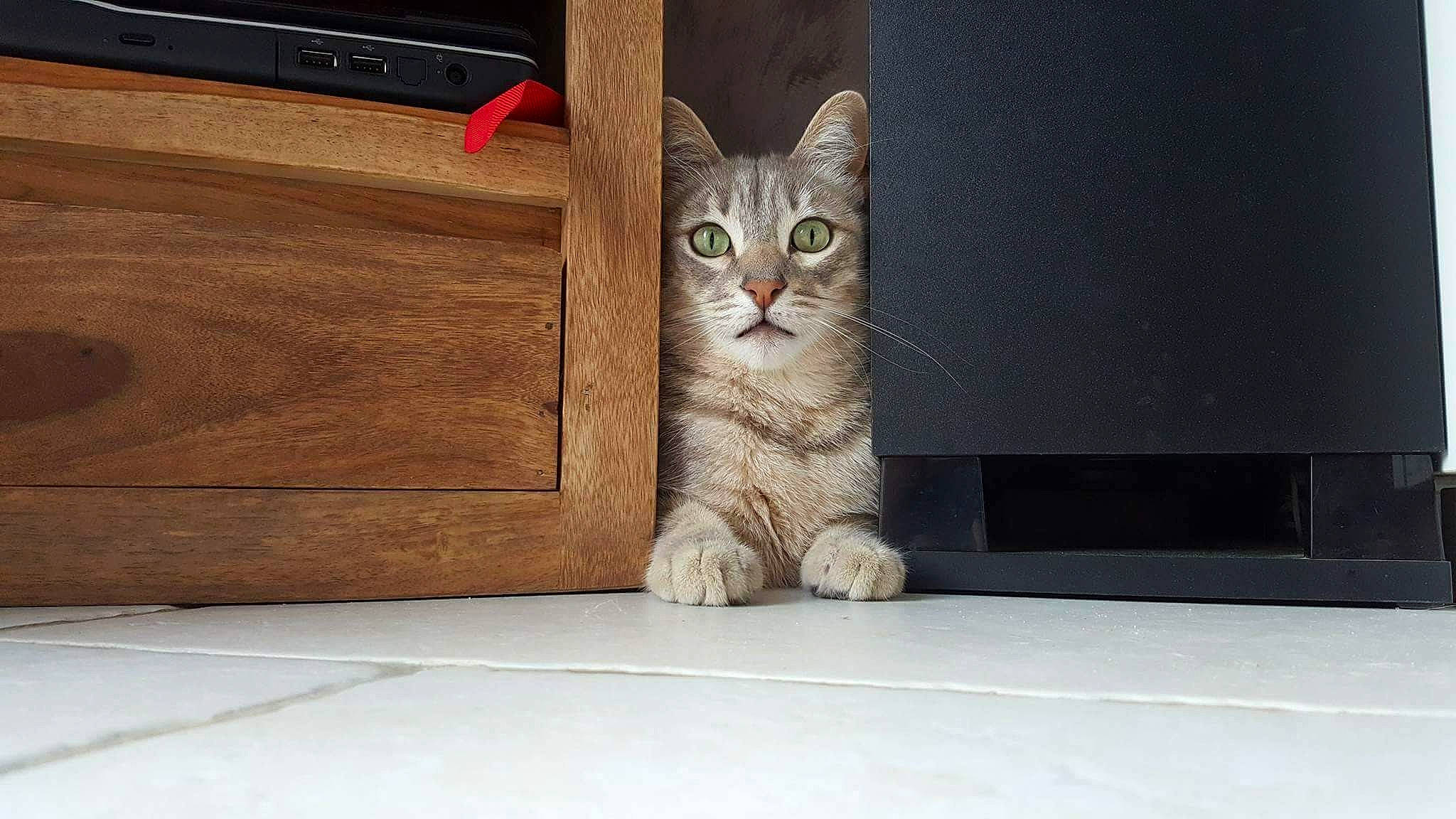 Hutch a rejoint le concours — aidez-le/la à gagner de superbes lots ! box, carnivore, cat, domestic_short_haired_cat, door, fawn, felidae, floor, flooring, fur, grey, hardwood, paw, rectangle, small_to_medium_sized_cats, snout, tail, whiskers, wood, wood_stain