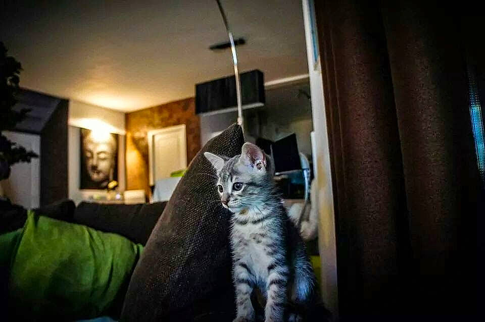 Hutch a rejoint le concours — aidez-le/la à gagner de superbes lots ! bookcase, carnivore, cat, comfort, couch, curtain, darkness, domestic_short_haired_cat, door, felidae, fur, grey, houseplant, lamp, picture_frame, plant, small_to_medium_sized_cats, tail, whiskers, wood