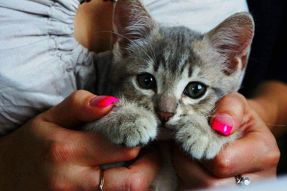 Hutch participe au concours pour gagner de l'argent avec cette photo : carnivore, cat, cat_toy, claw, comfort, domestic_short_haired_cat, fawn, felidae, finger, foot, fur, gesture, hand, nail, paw, russian_blue, small_to_medium_sized_cats, thumb, toe, whiskers