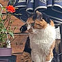Naya Moyemont participe au concours pour gagner de l'argent avec cette photo : cat, calico_cat, plant, flower, rose, wooden_wall, umbrella, outdoor, pet, fur, greenery, nature, animal, sitting, curious, garden, leaf, stem, potted_plant, closeup