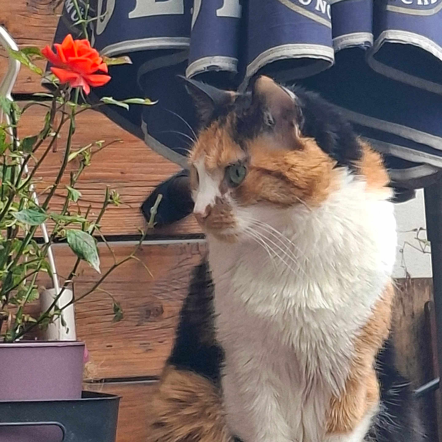 Naya Moyemont participe au concours pour gagner de l'argent avec cette photo : animal, calico_cat, cat, closeup, curious, flower, fur, garden, greenery, leaf, nature, outdoor, pet, plant, potted_plant, rose, sitting, stem, umbrella, wooden_wall