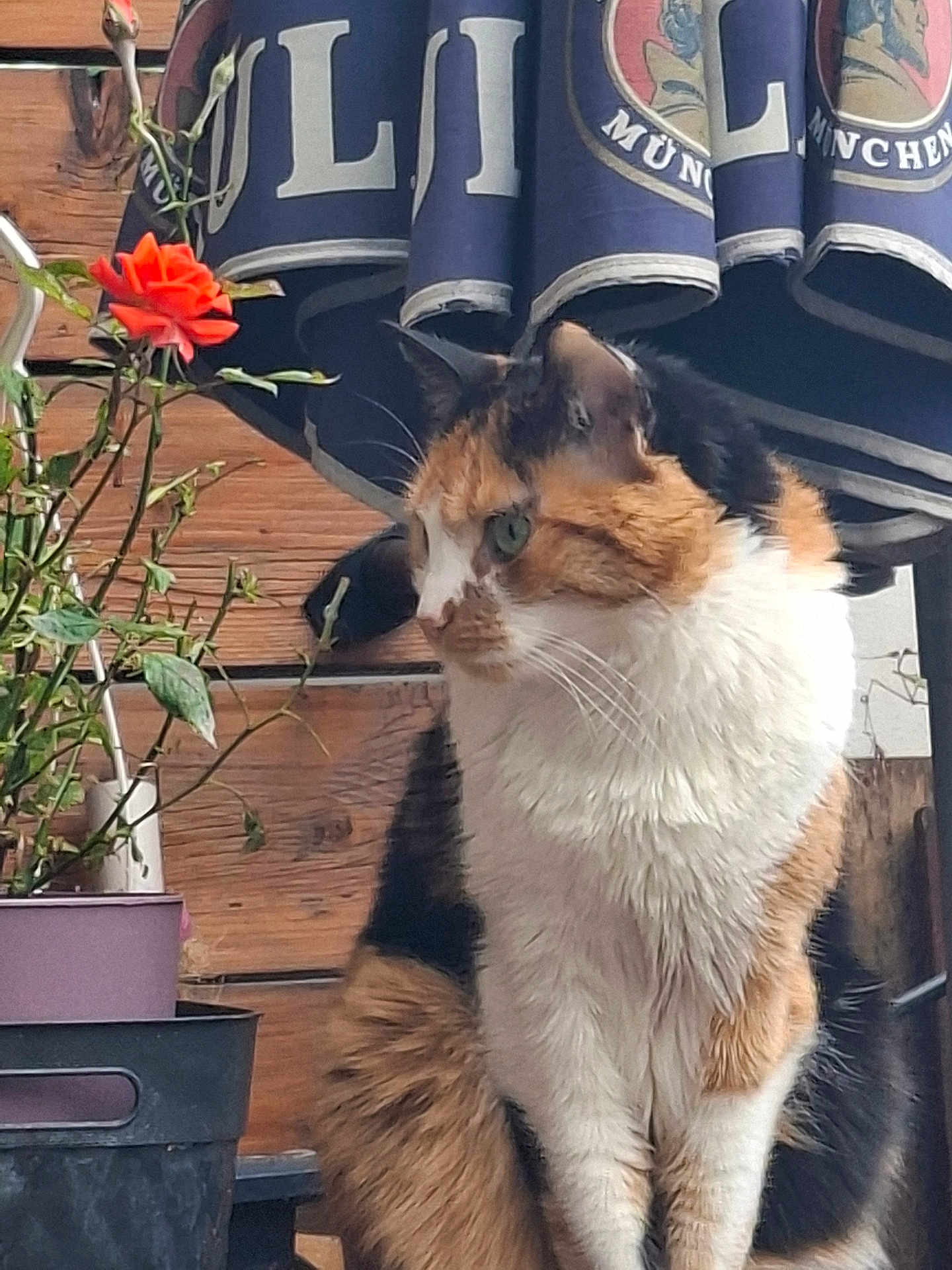 Naya Moyemont participe au concours pour gagner de l'argent avec cette photo : cat, calico_cat, plant, flower, rose, wooden_wall, umbrella, outdoor, pet, fur, greenery, nature, animal, sitting, curious, garden, leaf, stem, potted_plant, closeup
