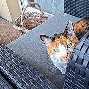 Naya Moyemont a rejoint le concours — aidez-le/la à gagner de superbes lots ! cat, calico, green_eyes, peeking, outdoor_furniture, woven_chair, patio, basket, curtain, gray_cushion, close_up, pet, animal, feline, resting, relaxed, home, daylight, texture, cozy