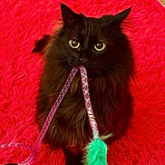 Stinky joined the competition — help win amazing prizes! cat, black_cat, fluffy, pet, playing, toy, feather, purple_string, red_background, furry, cute, animal, indoor, closeup, curious, sitting, whiskers, eyes, feline, playful