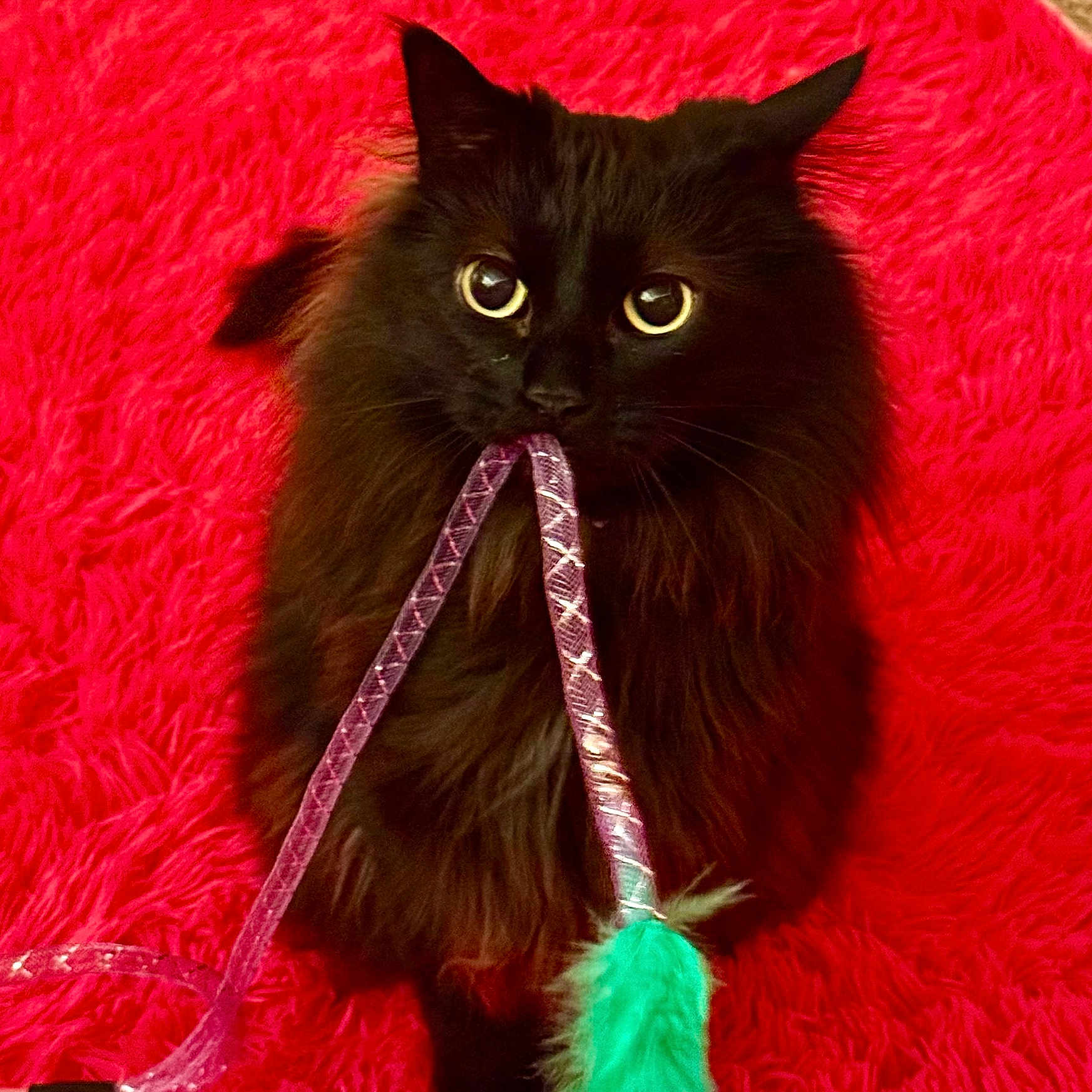 Stinky joined the competition — help win amazing prizes! animal, black_cat, cat, closeup, curious, cute, eyes, feather, feline, fluffy, furry, indoor, pet, playful, playing, purple_string, red_background, sitting, toy, whiskers
