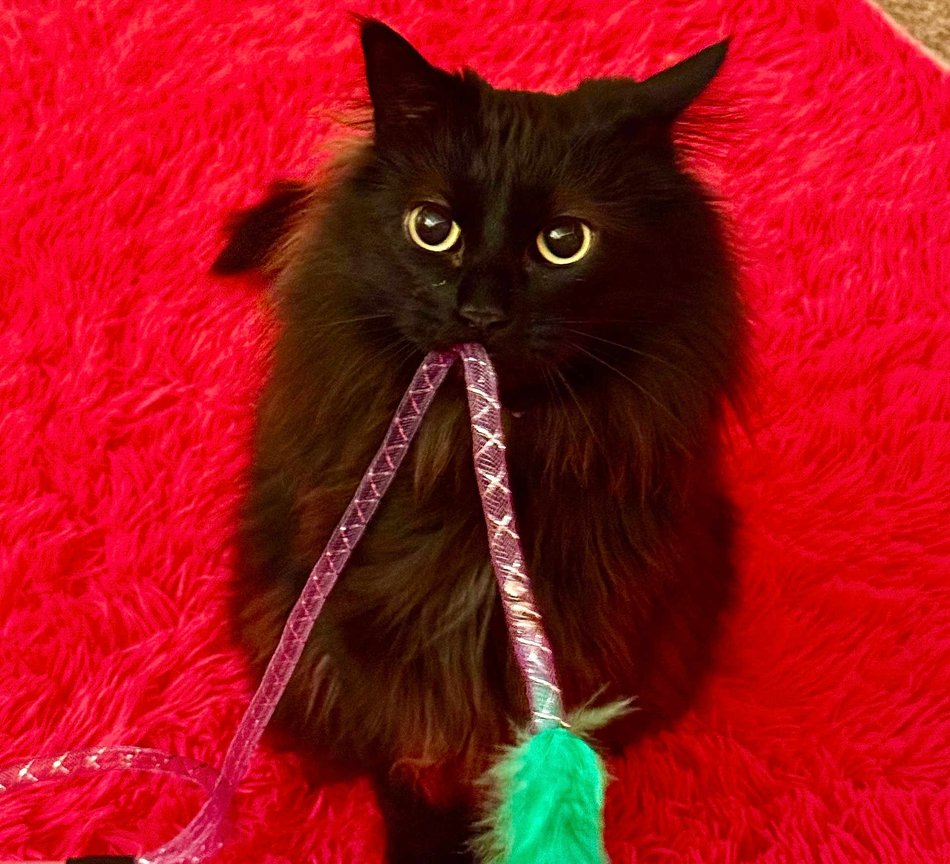 Stinky joined the competition — help win amazing prizes! cat, black_cat, fluffy, pet, playing, toy, feather, purple_string, red_background, furry, cute, animal, indoor, closeup, curious, sitting, whiskers, eyes, feline, playful