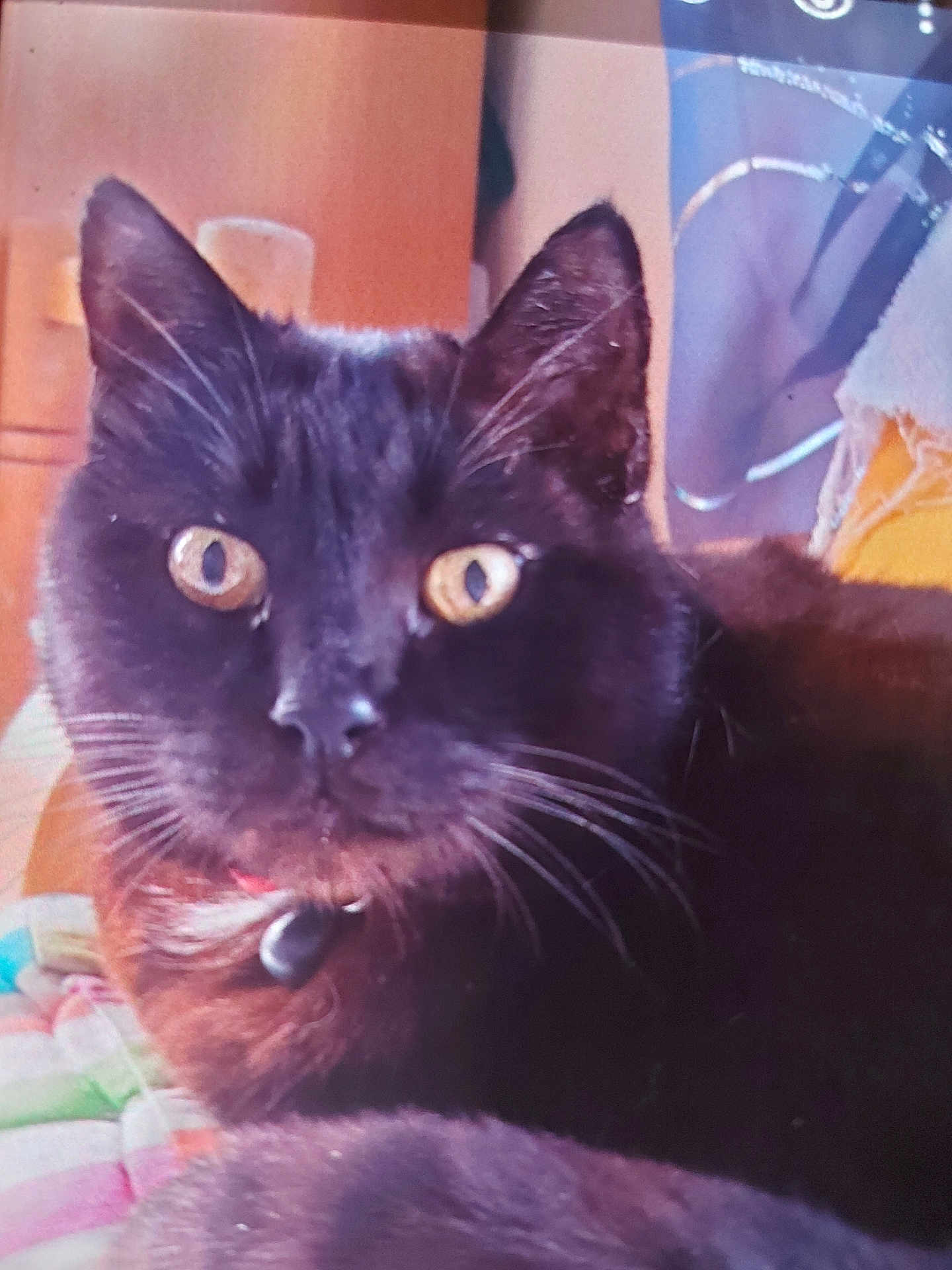 Salem a rejoint le concours — aidez-le/la à gagner de superbes lots ! cat, black_cat, pet, animal, indoor, close_up, face, whiskers, collar, bell, fur, eyes, resting, blanket, colorful, domestic, cute, feline, portrait, household