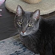 Apollo is registered to the contest to win money with this photo: cat, gray_cat, pet, indoor, animal, feline, yellow_eyes, whiskers, rug, scratching_post, toy, feathers, floor, closeup, looking_at_camera, domestic_cat, fur, relaxed, lying_down, home