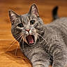 Apollo joined the competition — help win amazing prizes! cat, gray_cat, pet, animal, feline, whiskers, wooden_floor, indoor, closeup, mouth_open, expressive_eyes, fur, laying_down, domestic_cat, cute, portrait, relaxed, alert, playful, young_cat