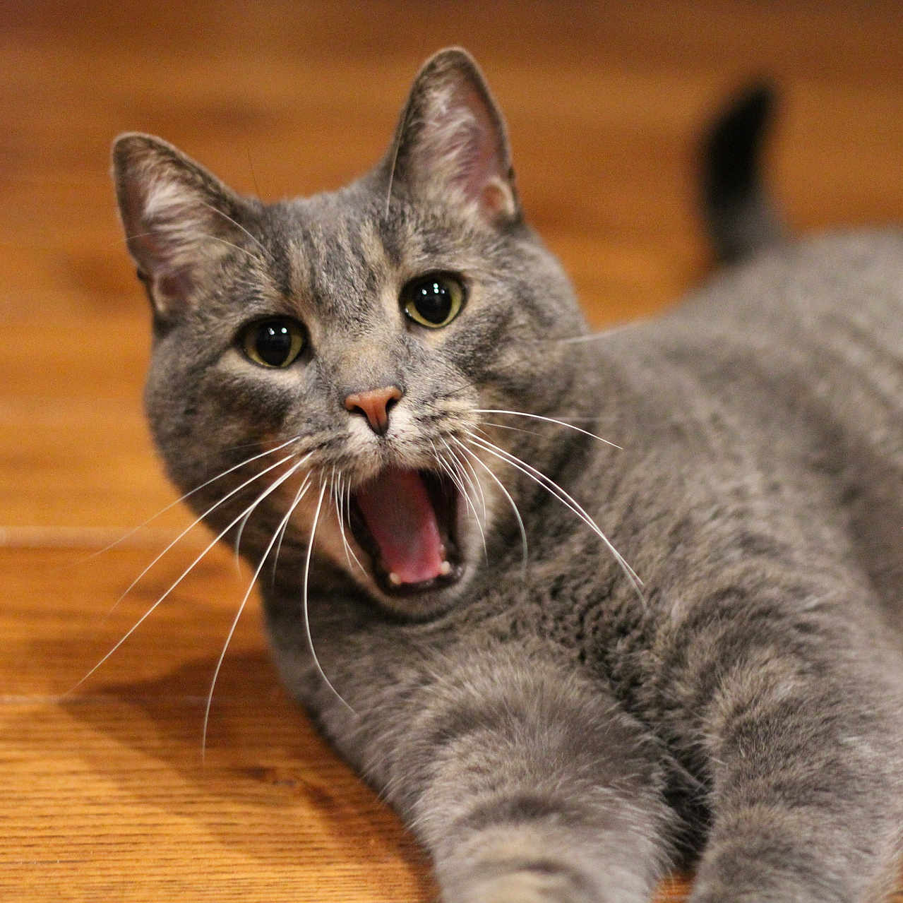 Apollo joined the competition — help win amazing prizes! cat, gray_cat, pet, animal, feline, whiskers, wooden_floor, indoor, closeup, mouth_open, expressive_eyes, fur, laying_down, domestic_cat, cute, portrait, relaxed, alert, playful, young_cat