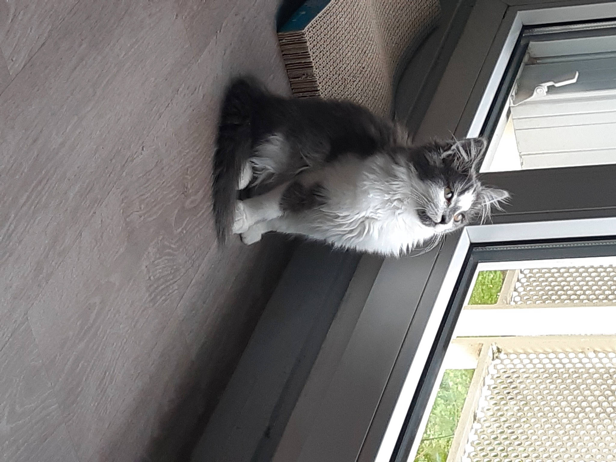 Isatis a rejoint le concours — aidez-le/la à gagner de superbes lots ! carnivore, cat, domestic_short_haired_cat, felidae, floor, flooring, foot, fur, grey, hardwood, human_leg, paw, room, shadow, small_to_medium_sized_cats, tail, tints_and_shades, whiskers, window, wood