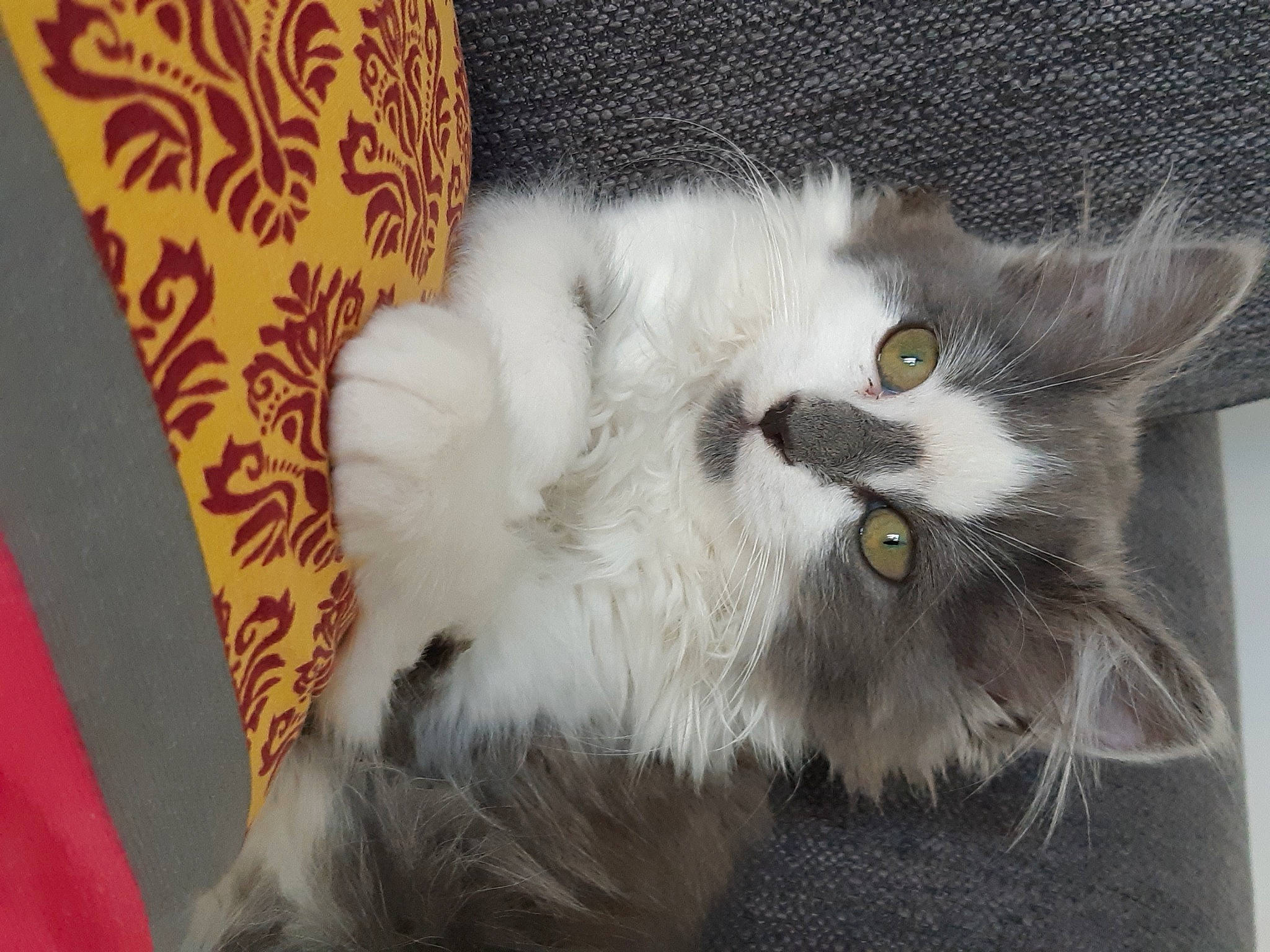 Isatis participe au concours pour gagner de l'argent avec cette photo : carnivore, cat, claw, comfort, domestic_short_haired_cat, felidae, fur, grey, paw, small_to_medium_sized_cats, snout, tail, terrestrial_animal, whiskers