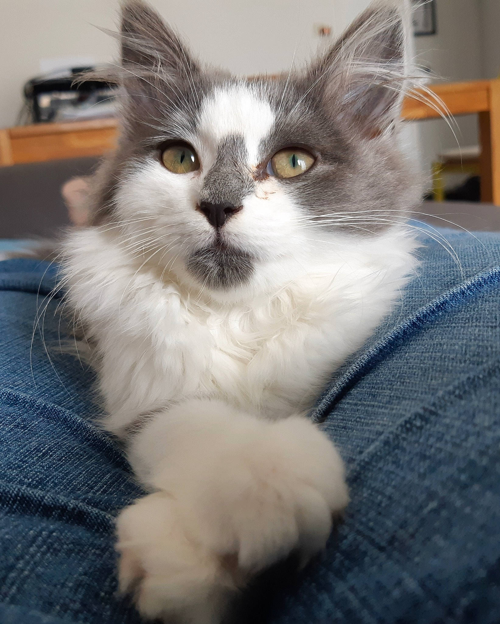 Isatis participe au concours pour gagner de l'argent avec cette photo : carnivore, cat, claw, domestic_short_haired_cat, eye, felidae, fur, paw, sitting, small_to_medium_sized_cats, snout, tail, whiskers, window