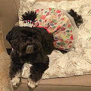 Gigi joined the competition — help win amazing prizes! affenpinscher, animal, architecture, building, canine, couch, cushion, dog, furniture, homedecor, indoors, livingroom, person, pet, poodle, puppy, room, sleeping, terrier, whitedog
