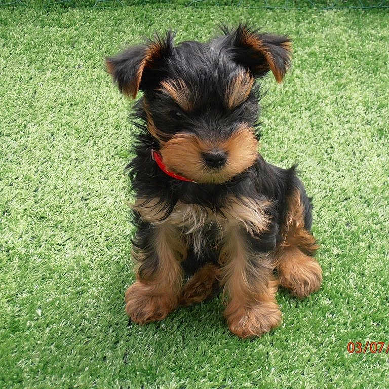 Hanry a rejoint le concours — aidez-le/la à gagner de superbes lots ! puppy, dog, grass, outdoor, young, pet, fur, black, brown, cute, collar, animal, small, sitting, adorable, nature, playful, canine, fluffy, portrait