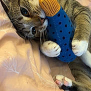 Milo is registered to the contest to win money with this photo: cat, tabby, toy, fish_toy, blanket, bed, paws, cute, pet, indoor, feline, playful, soft, claws, whiskers, relaxed, animal, sleepy, domestic_cat, cozy