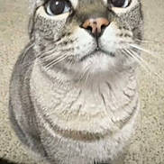 Waffles is registered to the contest to win money with this photo: cat, tabby, gray_cat, pet, animal, feline, close_up, portrait, wide_eyes, whiskers, pink_nose, fur, sitting, indoor, carpet, home, floor, alert, curious, funny