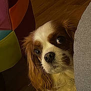 Pénélope participe au concours pour gagner de l'argent avec cette photo : animal, brown_and_white, canine, cavalier_king_charles_spaniel, close_up, companion, couch, curious, cute, dog, ears, face, fur, furniture, home, indoor, looking, peeking, pet, wooden_floor